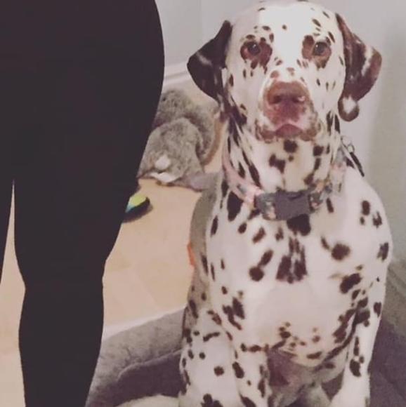 Meet your Posher, Daphne - Picture 3 of 4